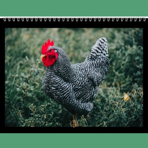 | FREESHIP | Chicken Calendar 2024 Gift Idea For Chicken Lovers - Wall Calendar