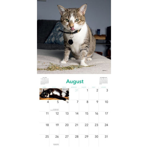 | FREESHIP | Cats on Catnip 2024 Wall Calendar