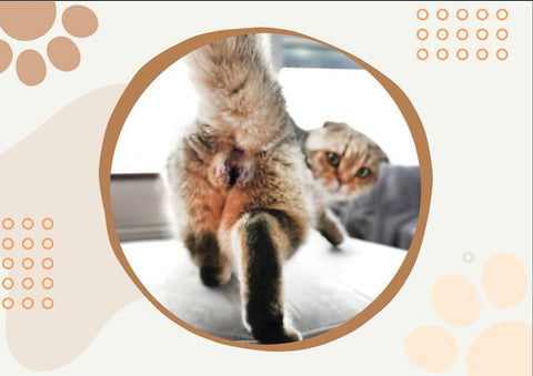 | FREESHIP | Cats Buttholes Calendar 2024 - Funny Gift