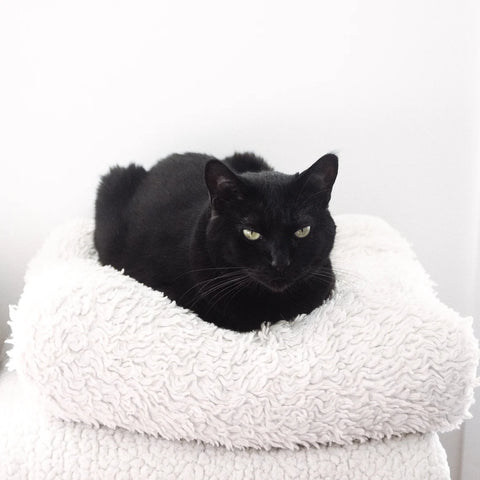 Loaf Black Cat Patch